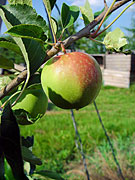 Apfelbaum