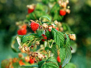 Himbeeren