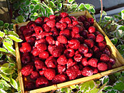 Himbeeren