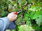 Weinlese