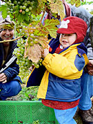 Weinlese