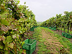 Weingarten